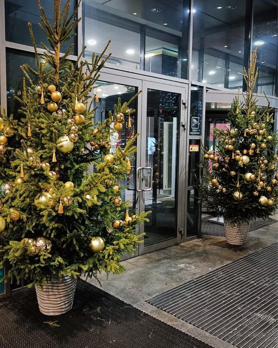 Живая Ёлка Голубая Ёлка Новогодный Елка. Зеленный Елка