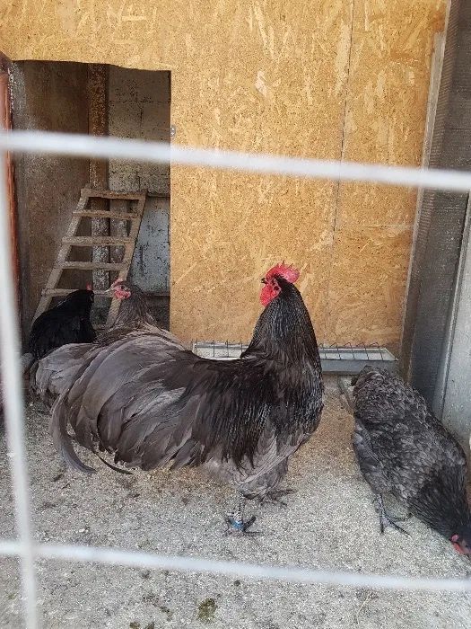 Oua Australorp Albastru