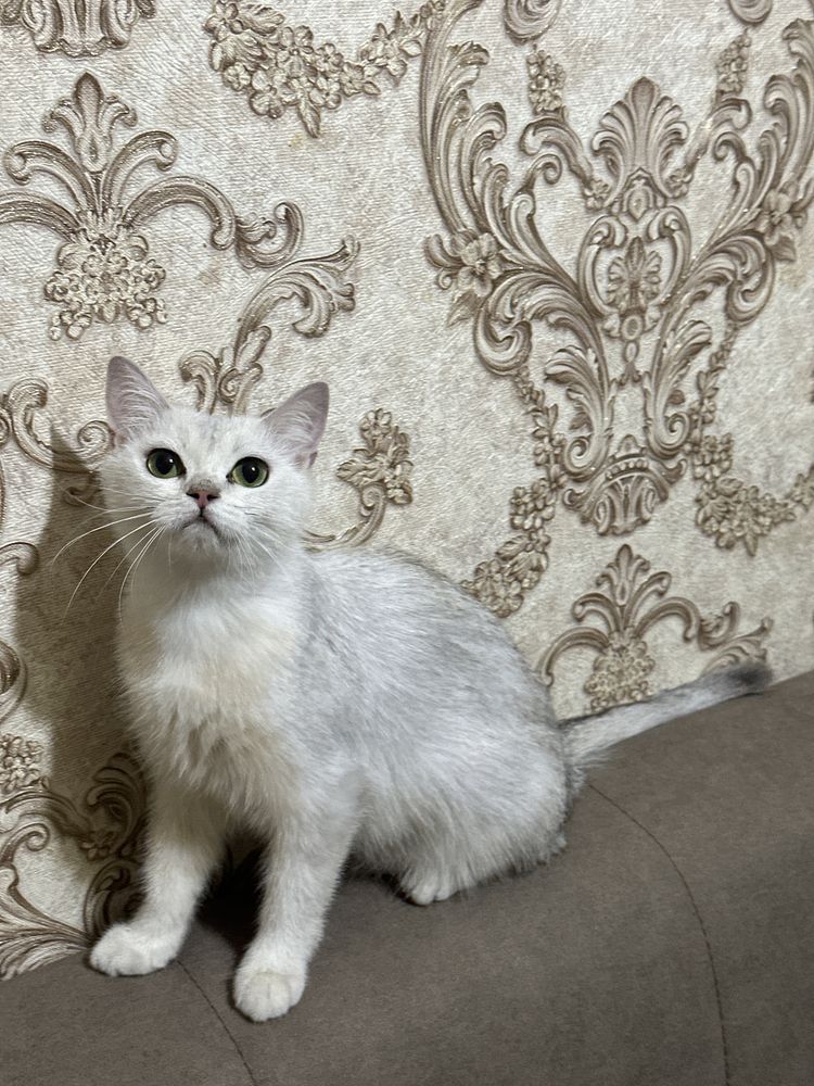 Серебристая шиншилла