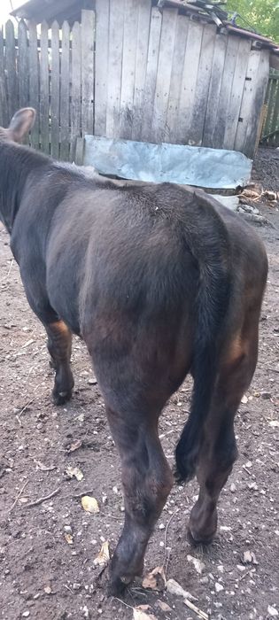 Vand vitea angus