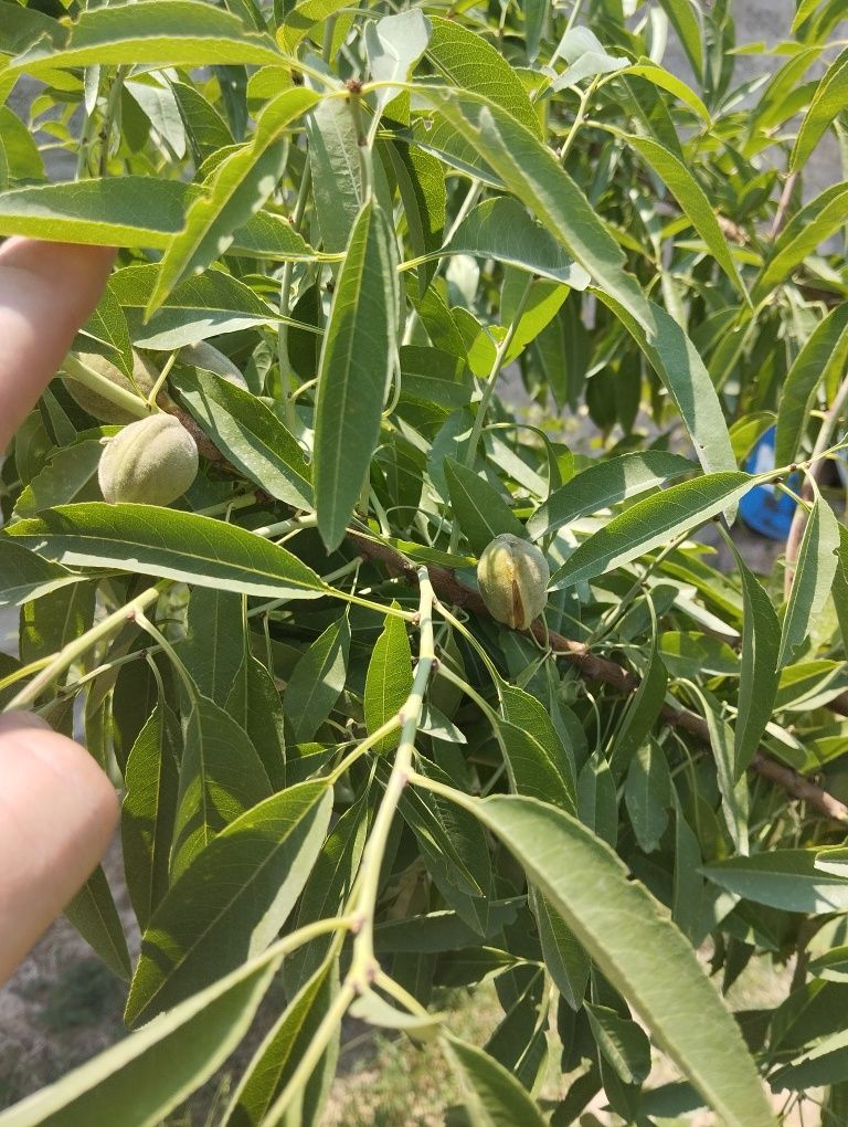 Продается Дача,Сад,Ферма