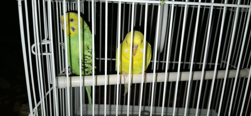 Тути кушлар сотилади.