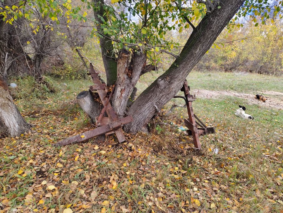 Продается Кун 200000