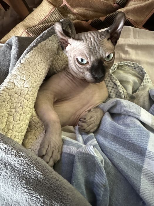 Вязка сфинкс эльф