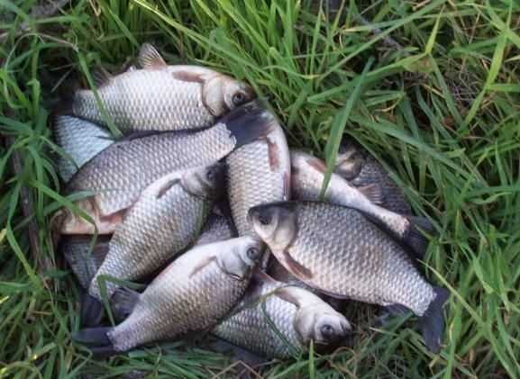 Vand Peste Caras Viu