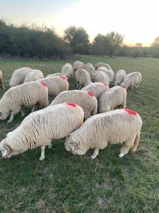 25 miori si straits cu origine