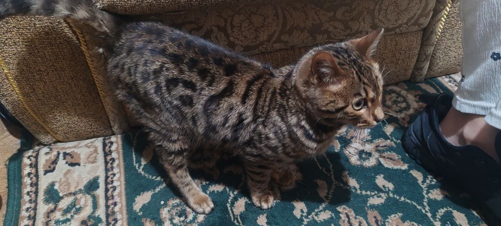 Отдам в хорошие руки