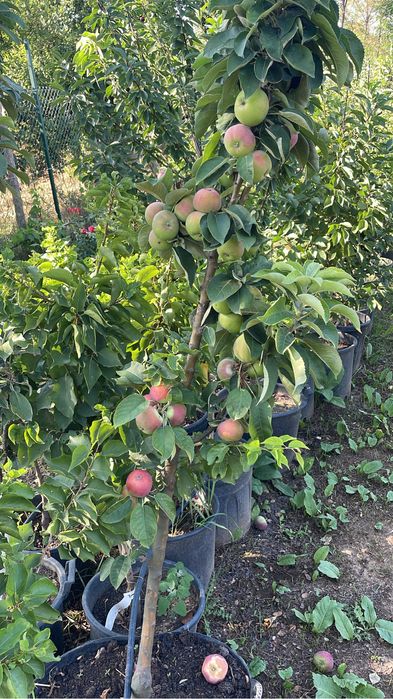 Pomi fructiferi la ghiveci !anul 3-6
