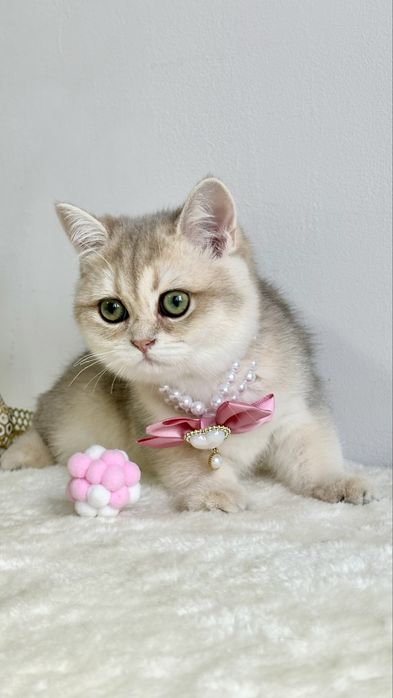 Fetita British Shorthair Chinchilla Blue Golden - Pedigree