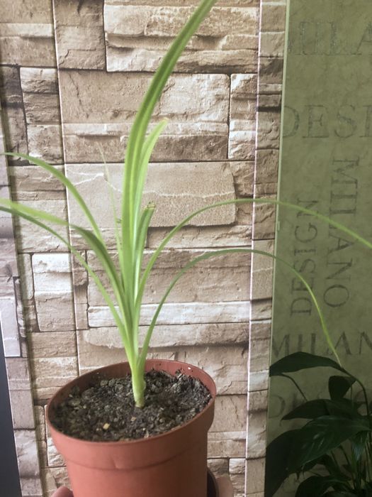 Комнатные цветы-панданус