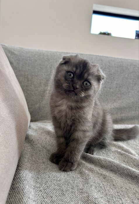 British Shorthair/ Scotish Fold disponibili
