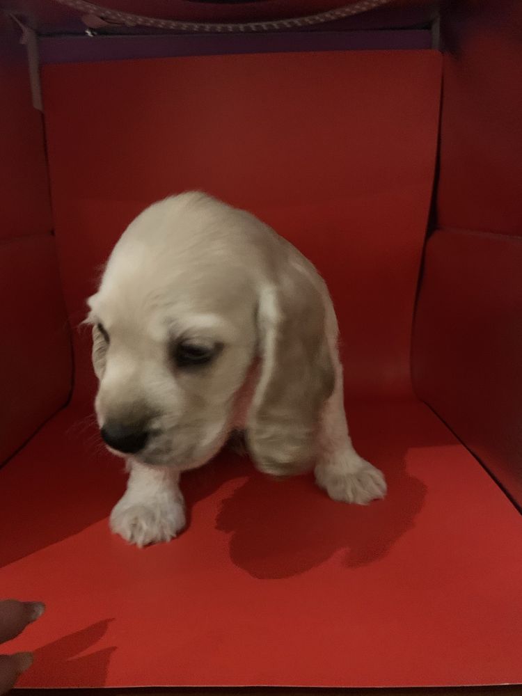 Cocker spaniel fetitǎ