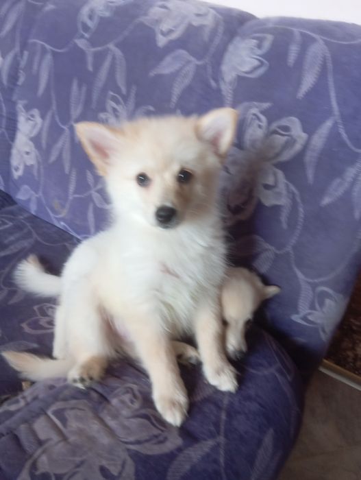 Немски шпиц малки, с всички 3 ваксини