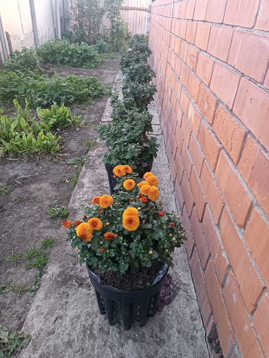 Продам хризантему мультифлору