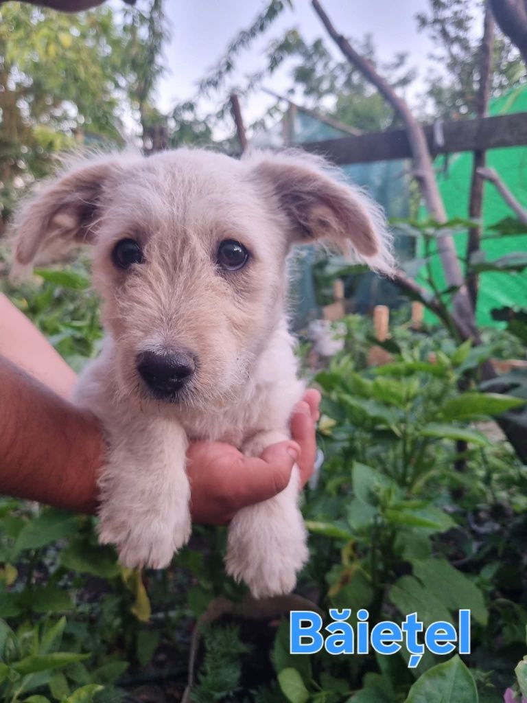 Donatie catei de 3 luni