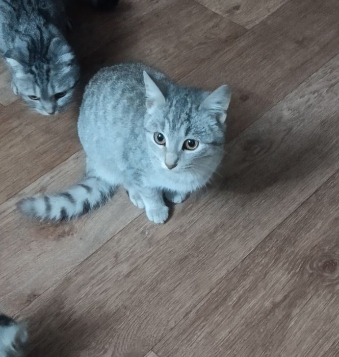 Кошечка в добрые руки