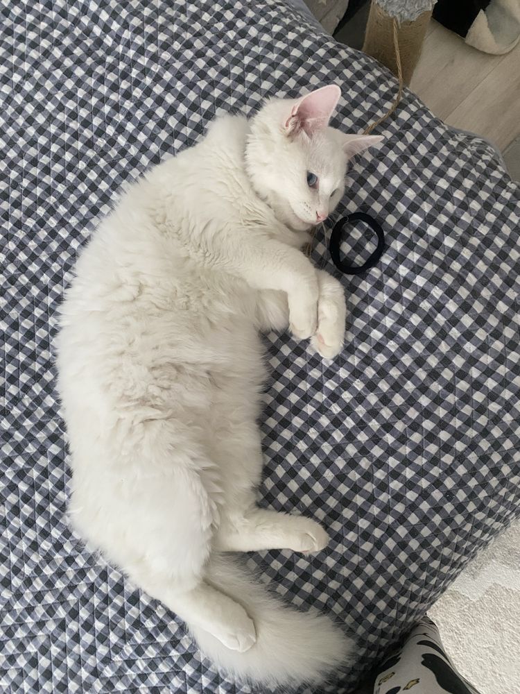 продается кошкаа