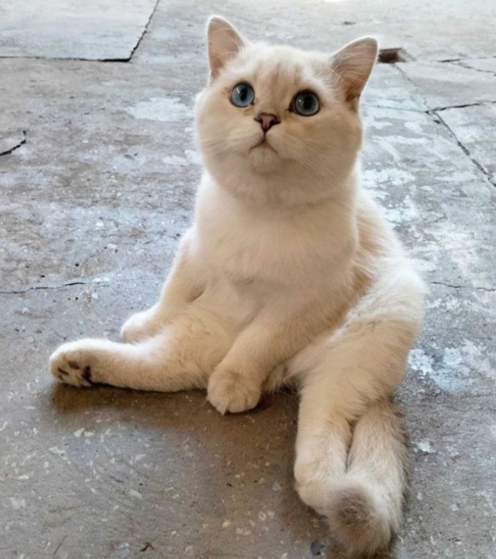 Кот с типажом коби