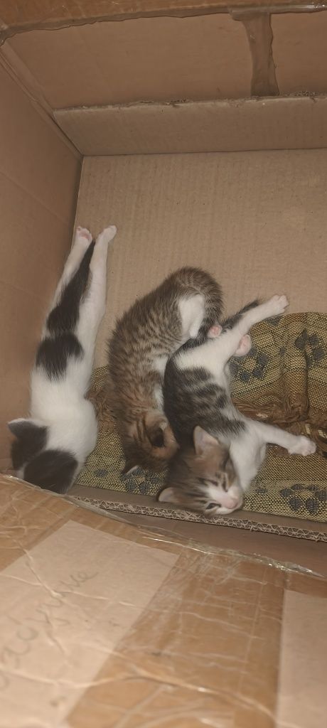 Котята и кошки в добрые руки