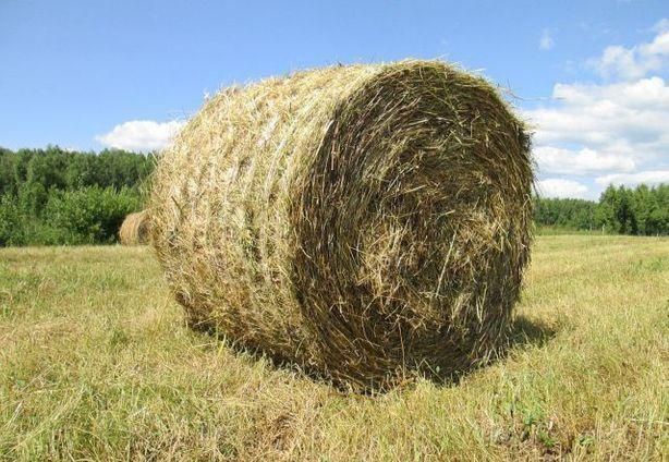 Продам Сено Рулон