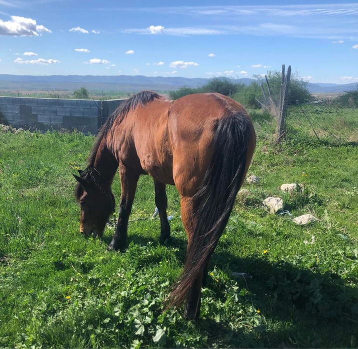 свободна кобила