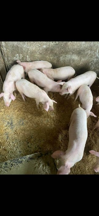 Малки Прасенца От 20 До 25Кг Порода Бяла Българка