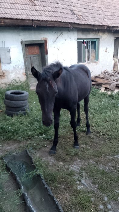 Vând mânză de 5 luni