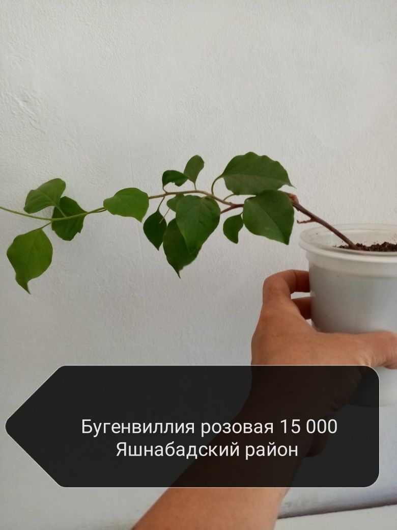 Продаю комнатные цветы