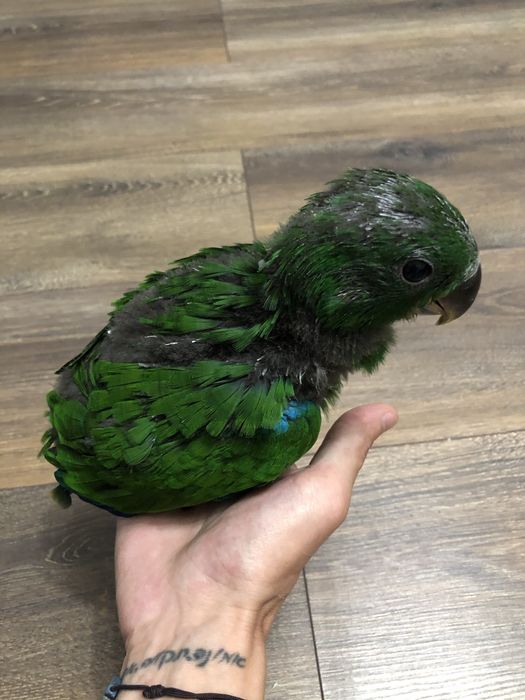 Ръчно хранен Еклектус