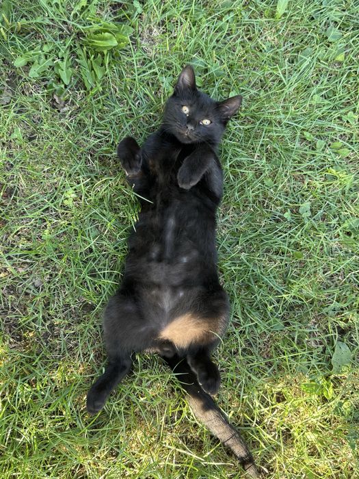 Motan negru pentru adoptie