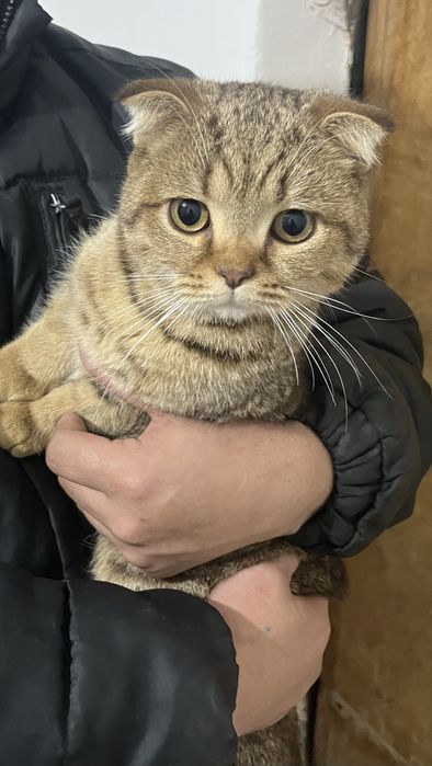 Шотландская вислоухый кот