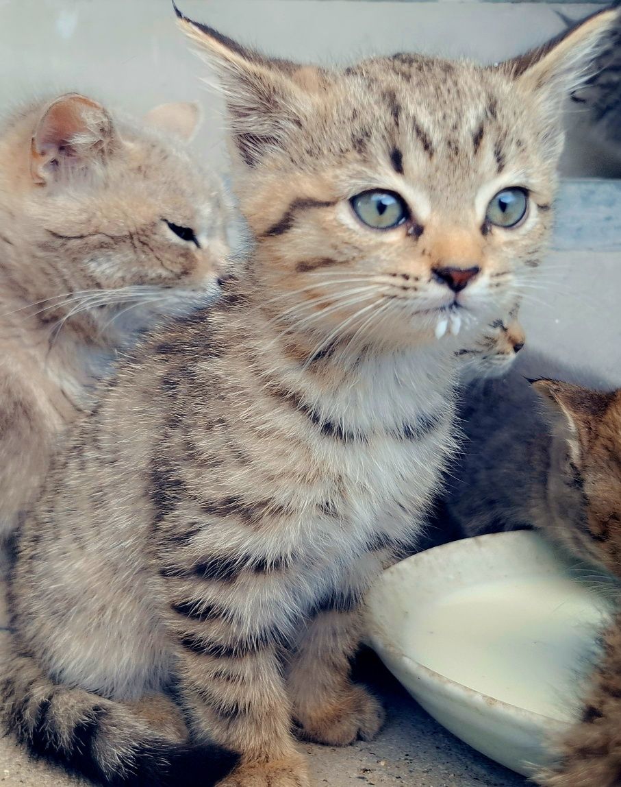 Котята Британцы в добрые руки
