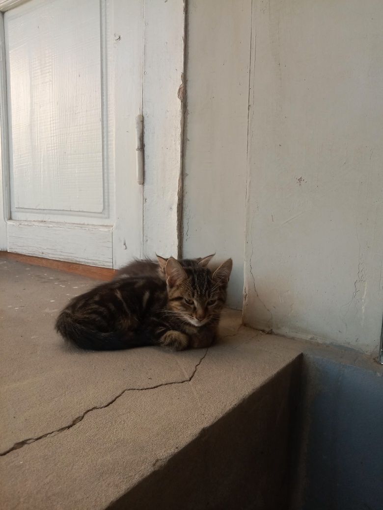 Mushuklar bor uyda ozoda holda boqilgan boqadign odamlar boʻlsa