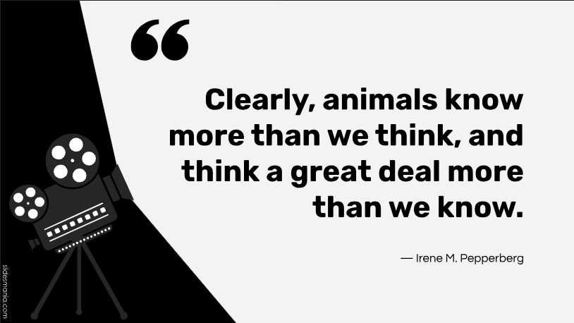 Prezentari si proiecte in Powerpoint si Word