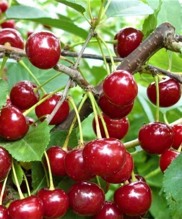 Visin (Soiul Meteor )