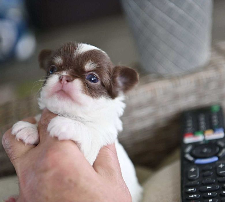 Мъжко дългокосместо мини чихуахуа