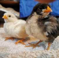 Пилета от домашни кокошки носачки на 5 дни + Брама и Джърси Гигант