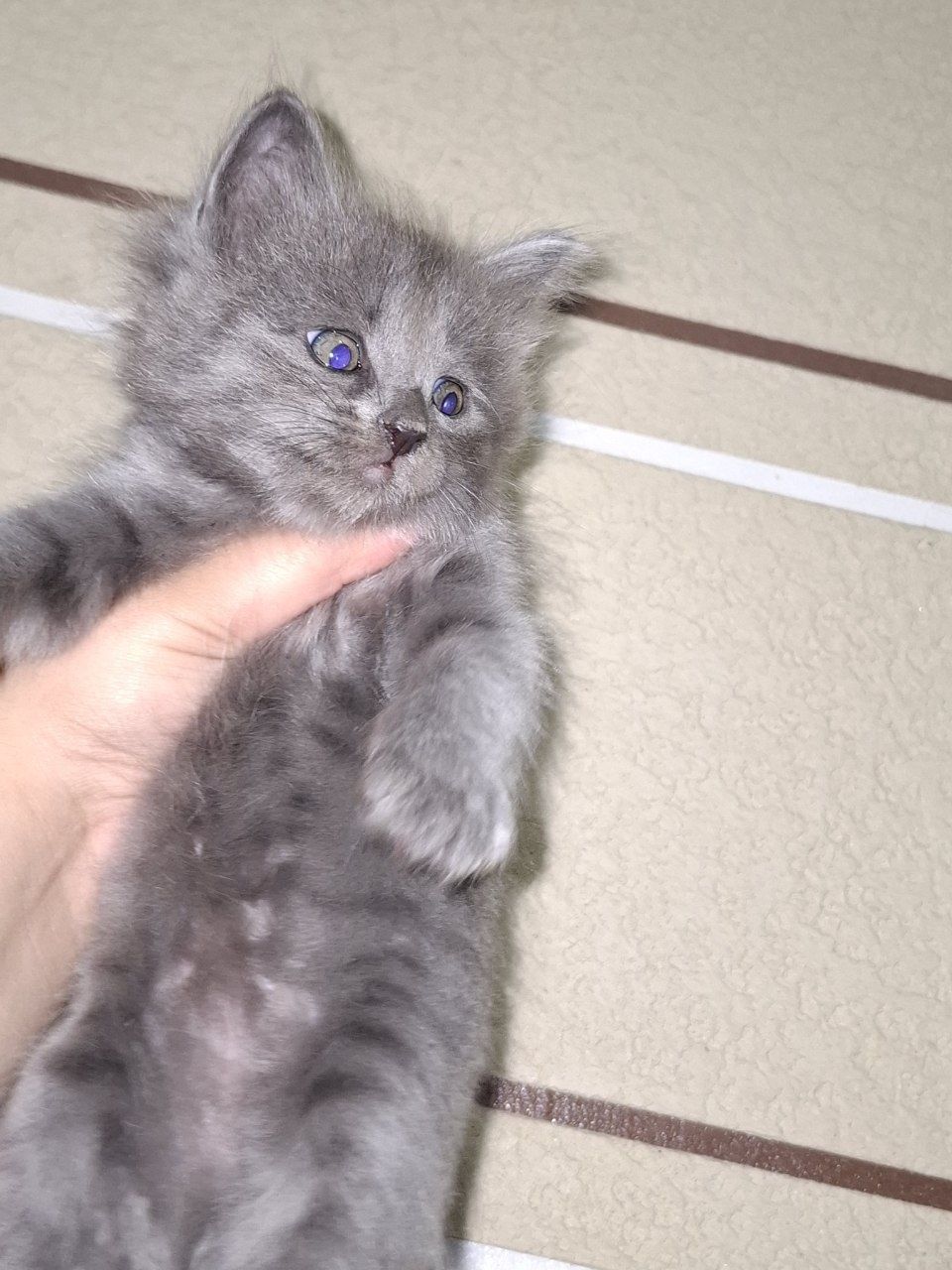 Мушуглар сотилади  скотич страйт