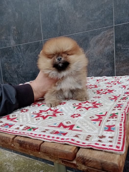 Мъжки Померан. Реални снимки!