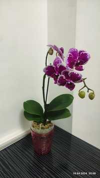 Орхидея /Phalaenopsis Orchid/ 39см
миди 39см
красивый богатый вид,
кор