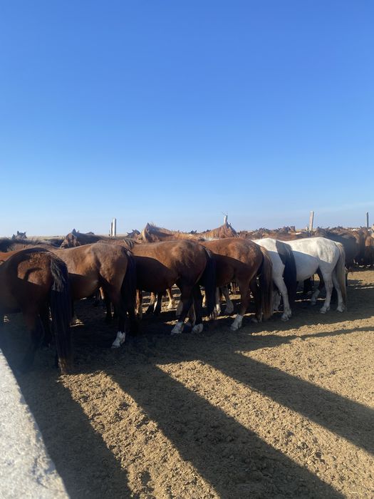 Лошади продам срочно соғымға семіз жылқылар сатылады