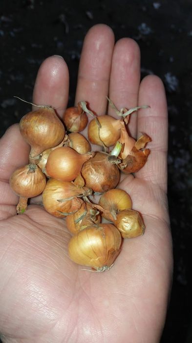 Usturoi romanesc de Copălău