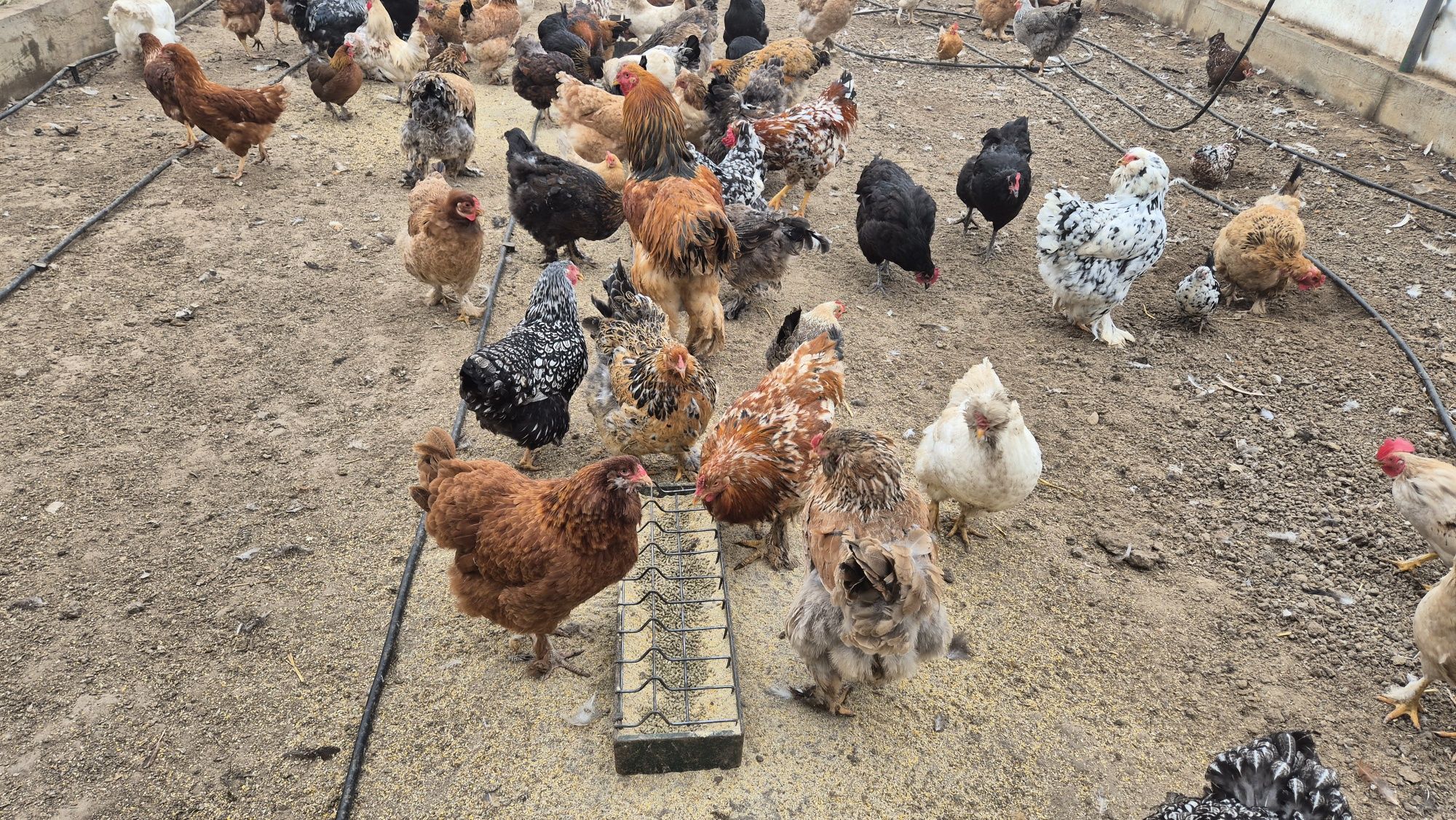 Oua de incubat de la aceste găini