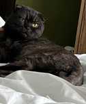 Donez motan scottish fold