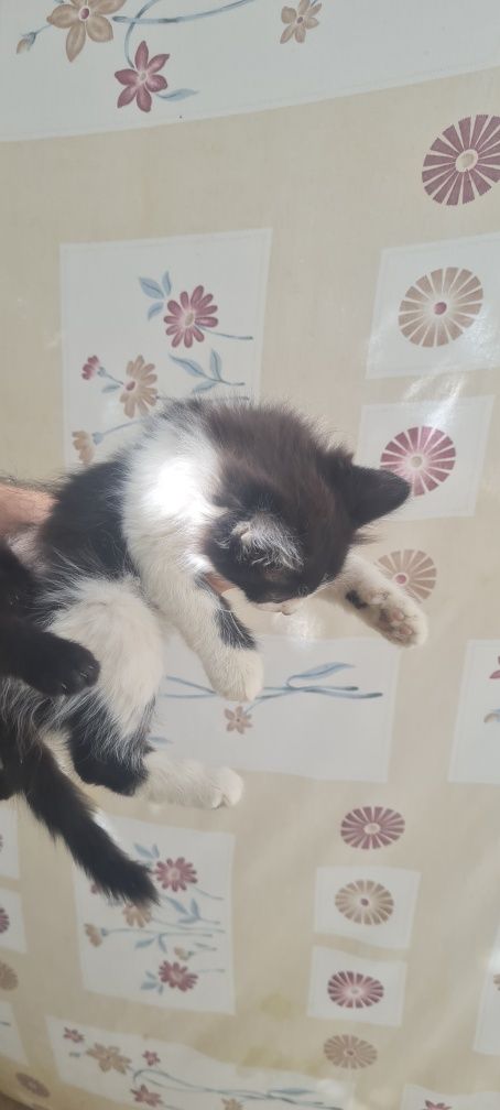 Котята мушукча бесплатно