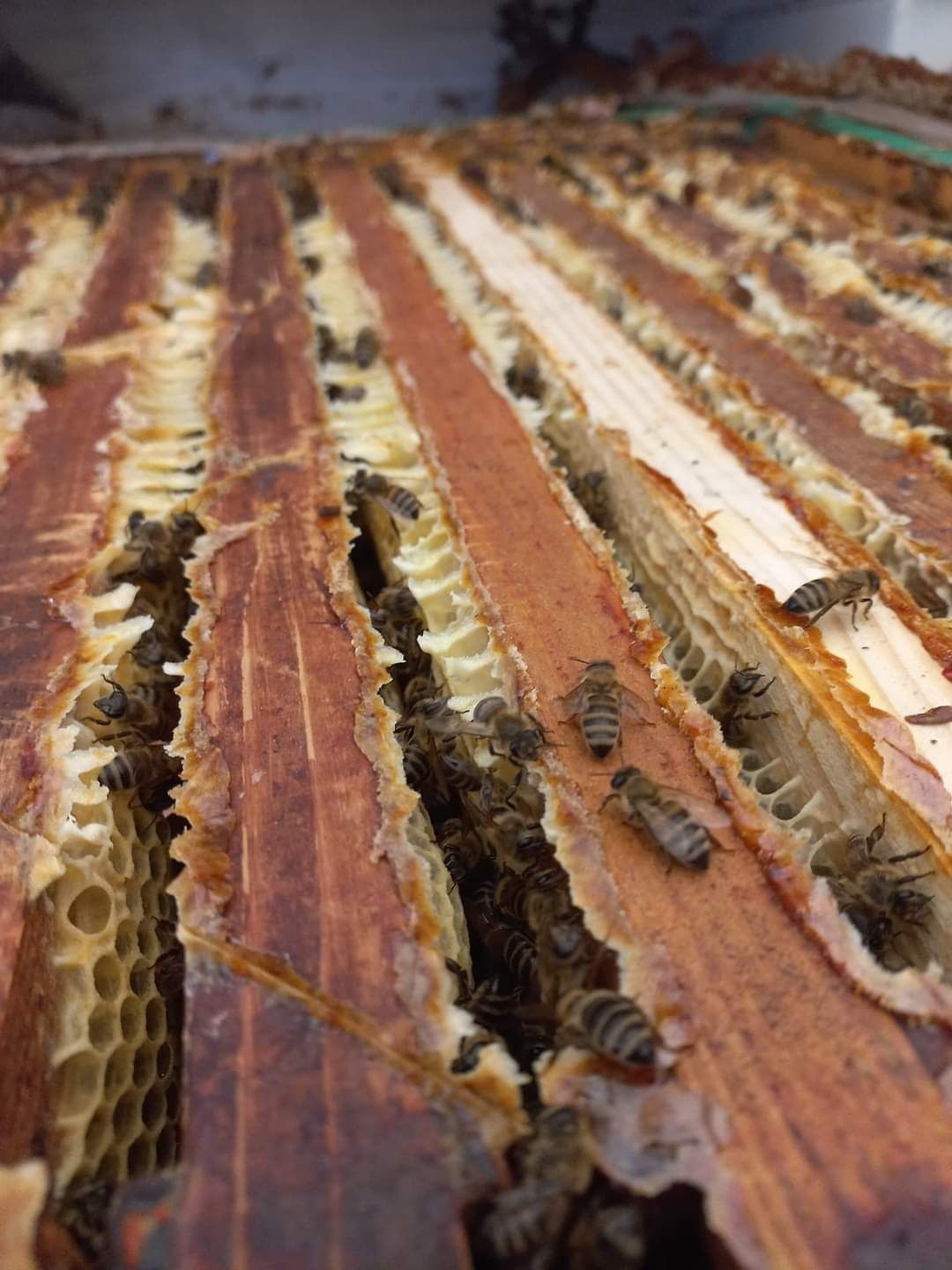 Miere de albine 100%naturala diverse sortimente