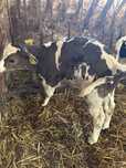 Vitei holstein 2 saptamani