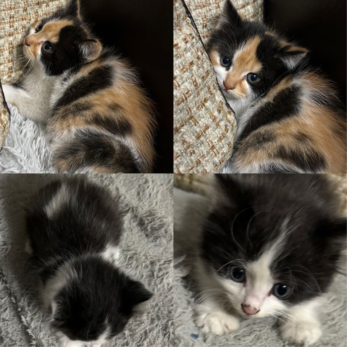 Котята бесплатно