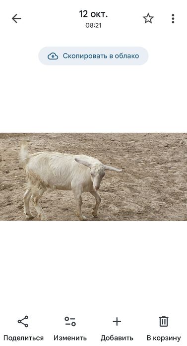 теке зааненский. сутті ешкініғ лағы