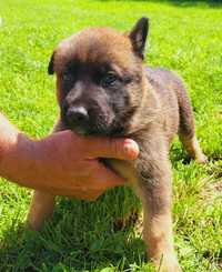 Ciobănesc Belgian Malinois